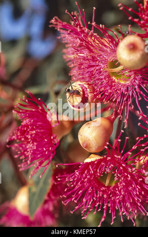 Alimentation Ant sur les fleurs de gum tree (Corymbia ficifolia) Banque D'Images