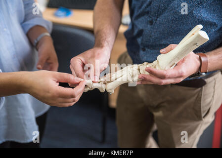 Podiatre démontrer sur un modèle à pied squelettes patient Banque D'Images