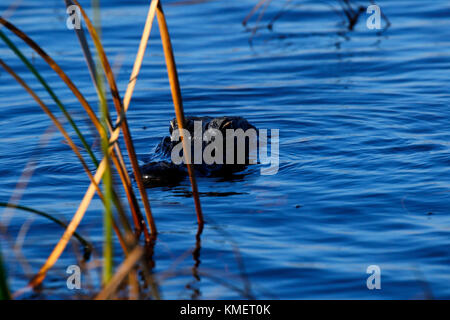 Dans le crocodile florida Everglades National Park Banque D'Images