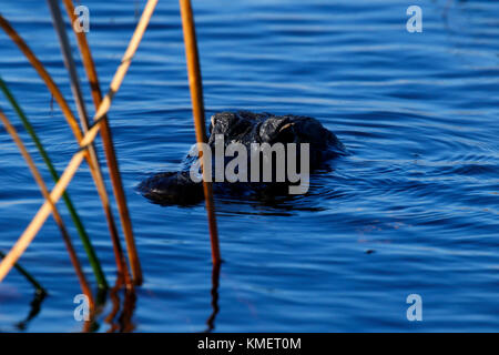 Dans le crocodile florida Everglades National Park Banque D'Images