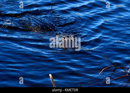 Dans le crocodile florida Everglades National Park Banque D'Images