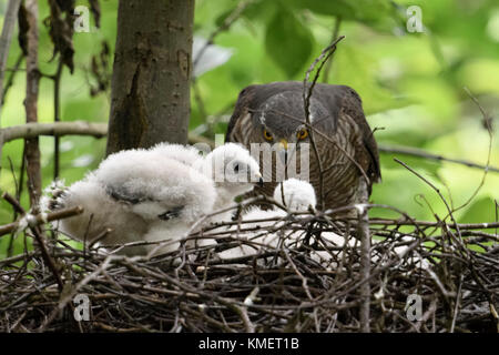 Fauve / sperber ( Accipiter nisus ) femelle adulte, perché sur le bord de son nid, prendre soin de ses jeunes poussins, de la faune, de l'Europe. Banque D'Images