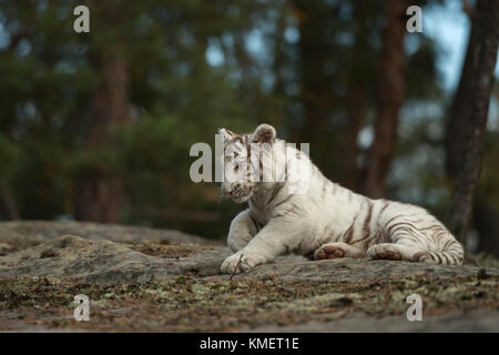 Tigre du Bengale royal / Koenigstiger ( Panthera tigris ), animal blanc, reposant sur des rochers au bord d'une forêt, cadre agréable, dans un environnement naturel. Banque D'Images