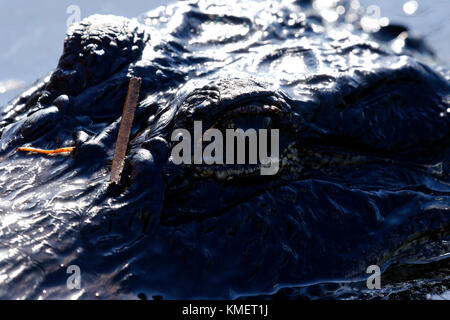 Dans le crocodile florida Everglades National Park Banque D'Images