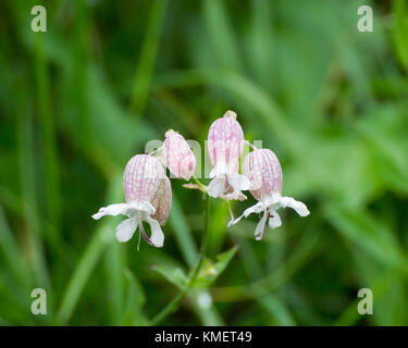 Fleur rose et blanc ; prises en Autriche. Banque D'Images