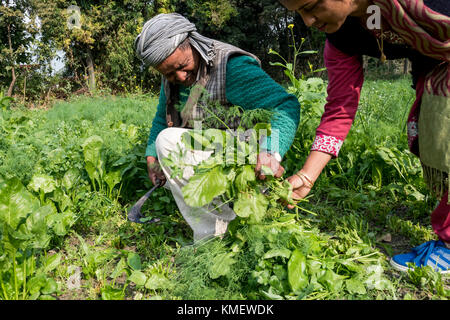 Les personnes qui travaillent dans leurs terres agricoles pour les cultures. Les gens utilisent les méthodes de l'agriculture biologique qui contribue au développement durable. Banque D'Images