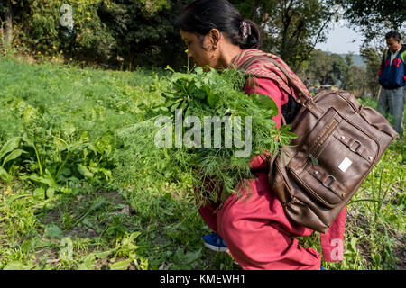 Les personnes qui travaillent dans leurs terres agricoles pour les cultures. Les gens utilisent les méthodes de l'agriculture biologique qui contribue au développement durable. Banque D'Images