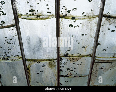 Des panneaux de verre moisi en toit de serre victorienne historique délabré. Verre d'origine a été coupé en haut et en bas a appelé la queue de castor. Banque D'Images