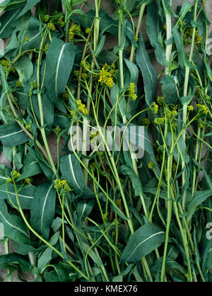 Isatis tinctoria, également appelé Dyer's guède, biennal plante brassica, à partir de laquelle il est fait de bleu pastel. Couper les tiges, feuilles et fleurs. Banque D'Images