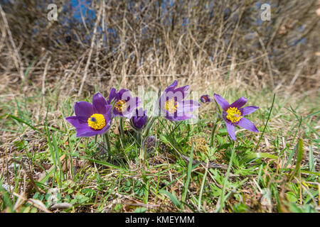 Gewoehnliche Kuechenschellen, Pulsatilla vulgaris, Pasque flower Banque D'Images