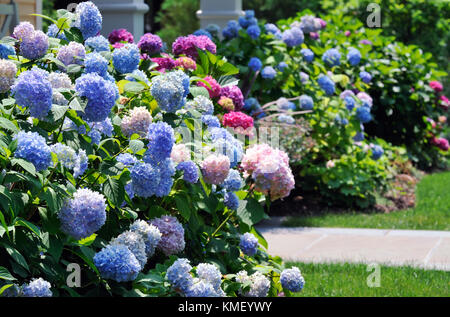 Hortensias colorés maison ossature. entrée de la plantation de masse bleu, rose, violet foncé et fleurs dans jardin d'ornement. Banque D'Images