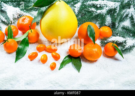 Les mandarines, oranges, pomelo, kumquat, kinkan avec feuilles sur neige blanche. agrumes mûrs. fond symbole du nouvel an et de noël Banque D'Images