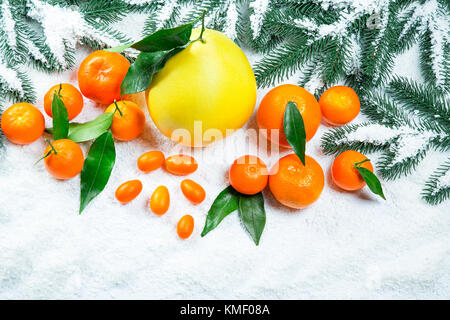 Les mandarines, oranges, pomelo, kumquat, kinkan avec feuilles sur neige blanche. agrumes mûrs. fond symbole du nouvel an et de noël Banque D'Images