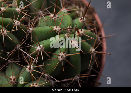 Épines de cactus close-up. Cactus Macro épines. Arrière-plan de cactus. Banque D'Images