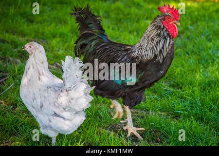 Poulets à pied autour du département américain de l'agriculture et les agriculteurs autochtones garden market à l'USDA siège pendant une célébration de la journée nationale des oeufs, 2 juin 2017 à Washington, DC. (Photo par Preston keres par planetpix) Banque D'Images