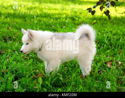 Siberian husky puppy playing in Green grass Banque D'Images