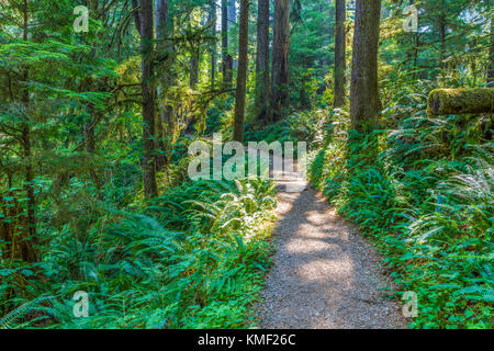 Quinault rainforest trail sur la rive sud de route au lac Quinault dans le parc national Olympic dans l'état de Washington aux États-Unis Banque D'Images