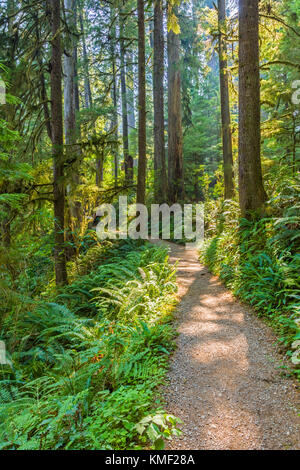 Quinault rainforest trail sur la rive sud de route au lac Quinault dans le parc national Olympic dans l'état de Washington aux États-Unis Banque D'Images