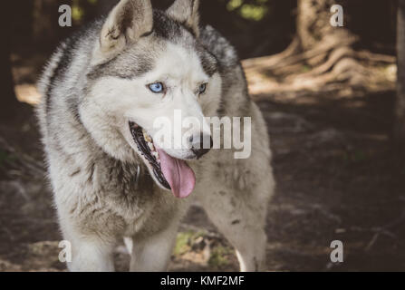 Chien Husky Sibérien en souriant l'été Banque D'Images