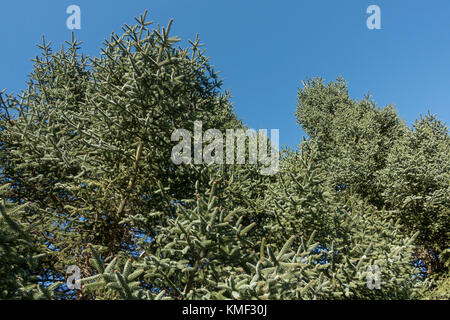 Le feuillage du sapin pectiné, Abies pinsapo dans parc naturel de la Sierra de las Nieves , Andalousie, Espagne Banque D'Images