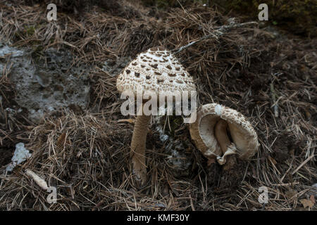 Jeune coulemelle Macrolepiota procera, Lepiota procera, en forêt, Malaga, Espagne. Banque D'Images