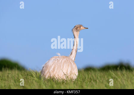 Blancheur plus grande nandou / nandú (Rhea americana) recherche dans les terres agricoles, espèces envahissantes dans le Mecklembourg-Poméranie-Occidentale, Allemagne Banque D'Images