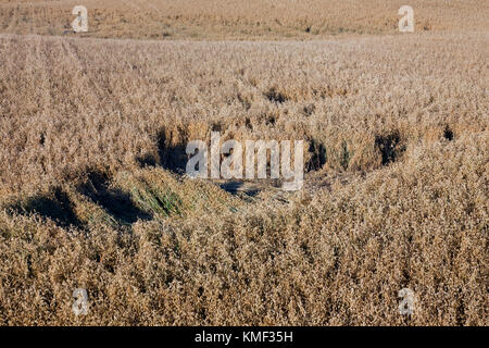 Dommages dans le champ d'avoine / champ de céréales fait par les sangliers (Sus scrofa) en été Banque D'Images