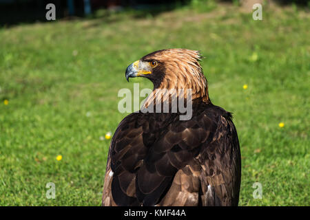 Golden Eagle - closeup portrait (Aquila chrysaetos) Banque D'Images