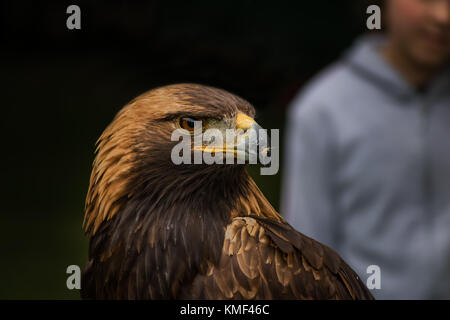 Golden Eagle - closeup portrait (Aquila chrysaetos) Banque D'Images