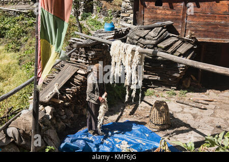 La laine de yak de séchage en lho village, manaslu circuit, Népal Banque D'Images