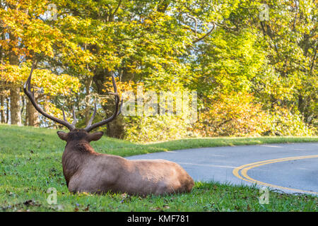 Les mâles se reposant à côté de Blue Ridge Parkway au début de l'automne Banque D'Images