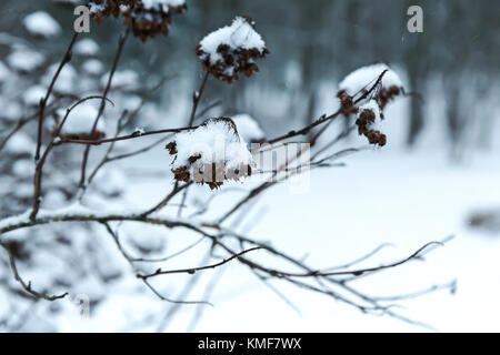 Les brindilles de bois recouvert de neige sur fond de forêt hiver floue Banque D'Images