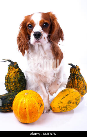 Adorable cavalier king charles spaniel chien chiot blanc isolé sur fond de studio. Chiot Chien citrouille citrouilles avec légumes. Concept de grâce ou des fêtes. Banque D'Images