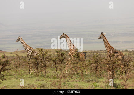 Les Girafes sauvages dans le parc national du Serengeti, Tanzanie Banque D'Images