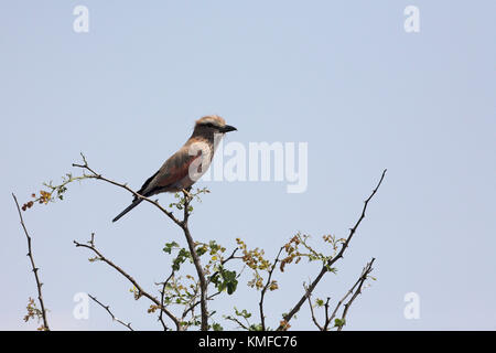 Coracias naevia rouleau violet Parc National Kruger en Afrique du Sud Banque D'Images