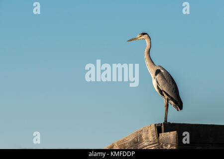 Héron cendré, Ardera cinerea , Pont de Gau Camargue France Banque D'Images