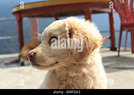 Chiot golden retriever Banque D'Images