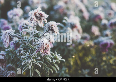 Fleurs congelé. Matin romantique. Banque D'Images