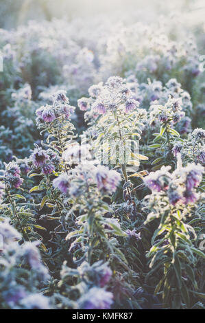 Le pouvoir des fleurs de l'Aster. Banque D'Images