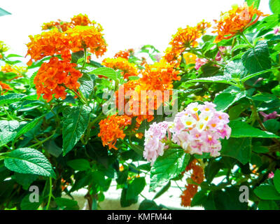 Mélange coloré de Lantana camara clair rose orange blanc magenta dans le jardin privé Banque D'Images