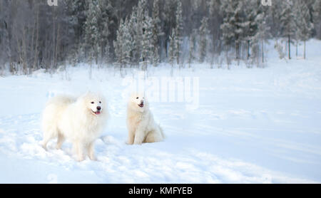 Deux gros chiens Samoyède à pied dans la forêt d'hiver Banque D'Images