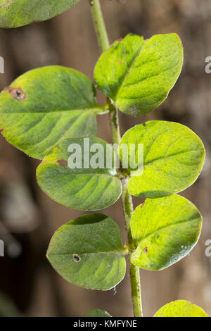 Pfennigkraut, Blatt, Blätter, Pfennig-Gilbweiderich, Lysimachia nummularia, Jenny rampant Banque D'Images