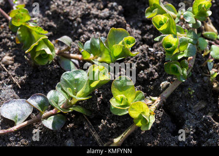 Pfennigkraut, Blatt, Blätter, Pfennig-Gilbweiderich, Lysimachia nummularia, Jenny rampant Banque D'Images