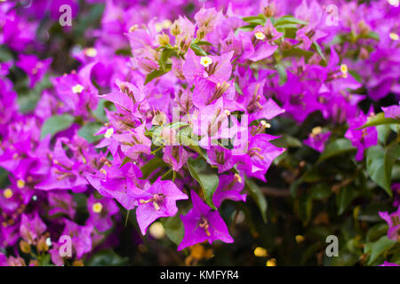 Close-up de violet Bougainvillea fleurs à Majorque, Espagne Banque D'Images