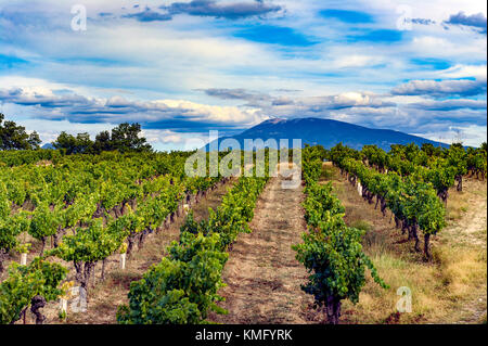 La France. Vaucluse (84). Autour de Vaison la Romaine. Vignobles des Côtes du Rhône et Mont Ventoux Banque D'Images