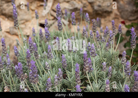 Lavendula dentata ou lavande française en fleur Banque D'Images