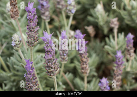 Lavendula dentata ou lavande française en fleur. Selective focus Banque D'Images