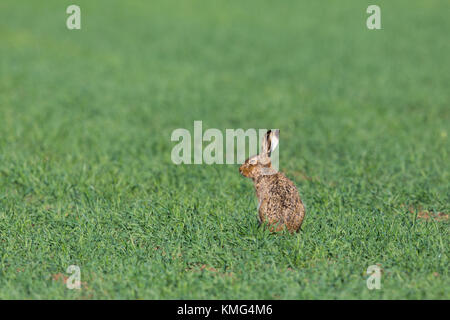 Naturel européen brown hare lièvre (Lepus europaeus) assis dans le champ vert Banque D'Images