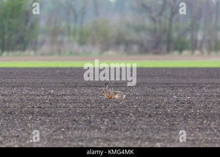 Naturel européen brown hare lièvre (Lepus europaeus) siégeant en matière agraire Banque D'Images