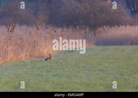 Naturel européen brown hare lièvre (Lepus europaeus) assis dans pré vert Banque D'Images